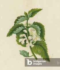 Attēlu rezultāti vaicājumam “Lamium album”