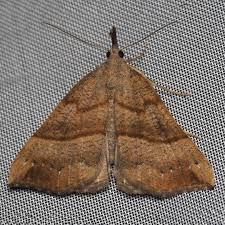 Attēlu rezultāti vaicājumam “Hypena proboscidalis”