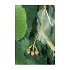 Attēlu rezultāti vaicājumam “Tilia tomentosa fruit”