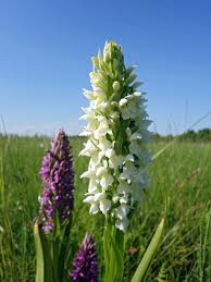 Attēlu rezultāti vaicājumam “Dactylorhiza ochroleuca flower”