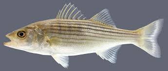 Image result for Morone saxatilis