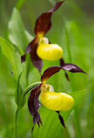 Attēlu rezultāti vaicājumam “Cypripedium calceolus”
