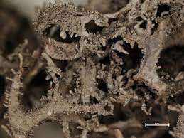 Attēlu rezultāti vaicājumam “Pseudevernia furfuracea”