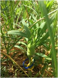 Attēlu rezultāti vaicājumam “Linaria vulgaris bud”