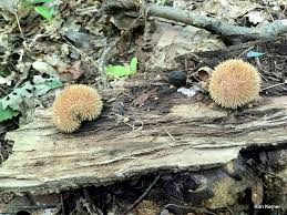 Attēlu rezultāti vaicājumam “Lycoperdon echinatum”