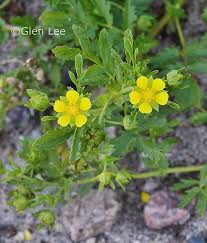 Attēlu rezultāti vaicājumam “Potentilla supina flower”