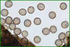 Attēlu rezultāti vaicājumam “Barbeyella minutissima”