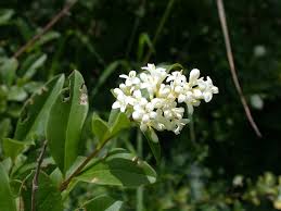 Attēlu rezultāti vaicājumam “Ligustrum vulgare”