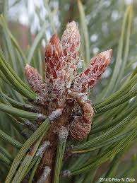 Attēlu rezultāti vaicājumam “Pinus sylvestris male flower”
