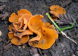 Attēlu rezultāti vaicājumam “Aleuria aurantia”