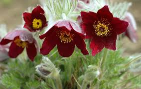 Attēlu rezultāti vaicājumam “Pulsatilla”