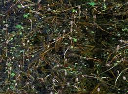 Attēlu rezultāti vaicājumam “Potamogeton compressus”