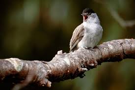 Image result for Sylvia atricapilla