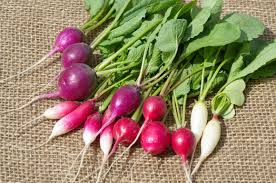 Image result for Rettich