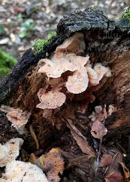 Attēlu rezultāti vaicājumam “Steccherinum ochraceum”