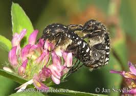 Attēlu rezultāti vaicājumam “Oxythyrea funesta”