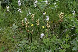 Attēlu rezultāti vaicājumam “Pedicularis sceptrum-carolinum leaf”