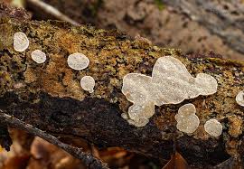 Attēlu rezultāti vaicājumam “Skeletocutis carneogrisea”