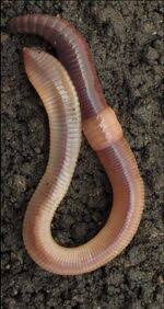 Attēlu rezultāti vaicājumam “Lumbricus terrestris”