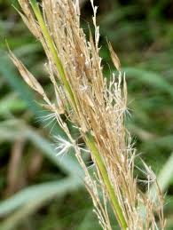 Attēlu rezultāti vaicājumam “Calamagrostis canescens fruit”