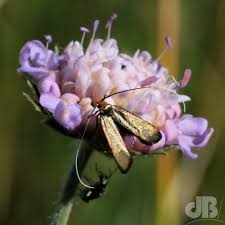 Attēlu rezultāti vaicājumam “Nemophora metallica”