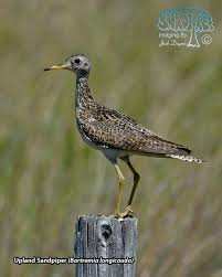 Image result for Bartramia longicauda