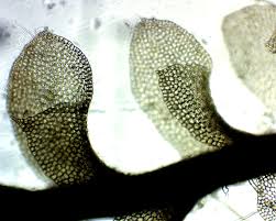 Attēlu rezultāti vaicājumam “Scapania apiculata”