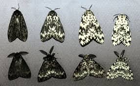 Attēlu rezultāti vaicājumam “Lymantria monacha”