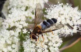 Attēlu rezultāti vaicājumam “Leucozona glaucia”