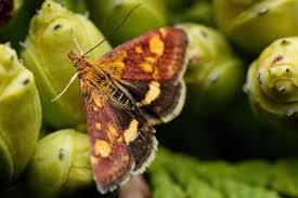 Attēlu rezultāti vaicājumam “Pyrausta aurata”