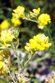 Attēlu rezultāti vaicājumam “Medicago sativa subsp. falcata”