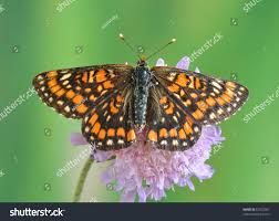 Attēlu rezultāti vaicājumam “Euphydryas maturna pupa”