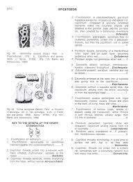 Attēlu rezultāti vaicājumam “Amaurochaete sp.”