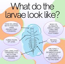Attēlu rezultāti vaicājumam “Megaloptera”
