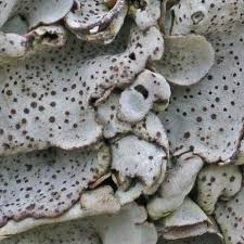 Attēlu rezultāti vaicājumam “Dermatocarpon miniatum”