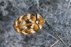 Attēlu rezultāti vaicājumam “Anthrenus verbasci”