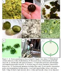 Attēlu rezultāti vaicājumam “Nostoc pruniforme cells”