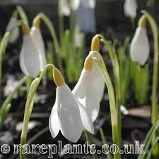 Attēlu rezultāti vaicājumam “Galanthus nivalis”