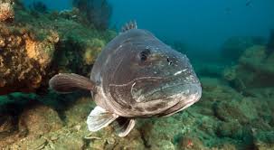 Image result for Stereolepis gigas