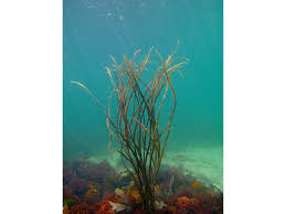 Attēlu rezultāti vaicājumam “Dienerella elongata”