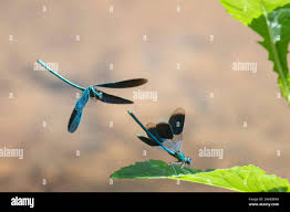 Attēlu rezultāti vaicājumam “Calopteryx virgo male”