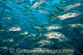 Image result for Caranx hippos