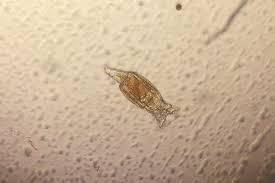 Attēlu rezultāti vaicājumam “Hyaloscypha hyalina”