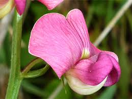 Attēlu rezultāti vaicājumam “Lathyrus sylvestris flower”