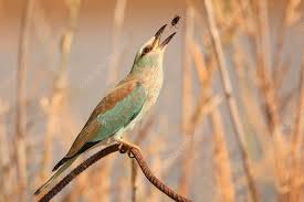 Attēlu rezultāti vaicājumam “Coracias garrulus”