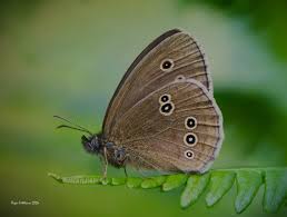 Attēlu rezultāti vaicājumam “Aphantopus hyperantus”