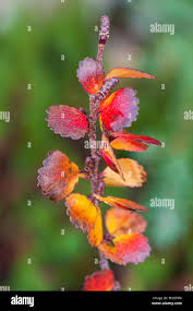 Attēlu rezultāti vaicājumam “Betula nana flower”