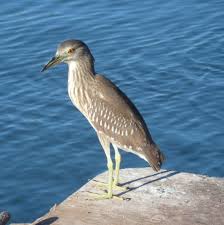 Image result for Nycticorax nycticorax
