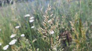 Attēlu rezultāti vaicājumam “Trisetum flavescens”