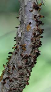 Attēlu rezultāti vaicājumam “Gymnosporangium sabinae”